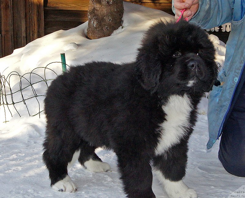 Фото: ньюфаундленд Super Bizon Teya (Супер Бизон Тея)