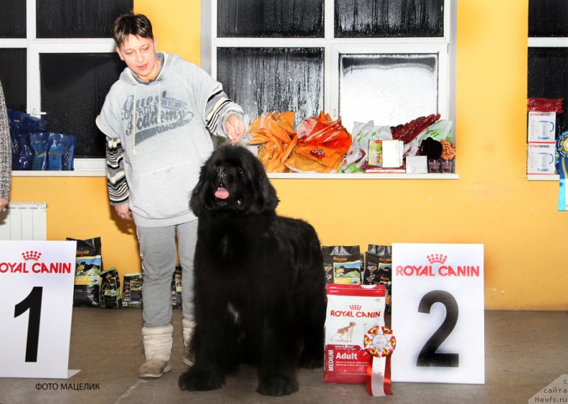 Фото: ньюфаундленд Bridge Over Troubled River (Бридж Овер Траблд Ривер)