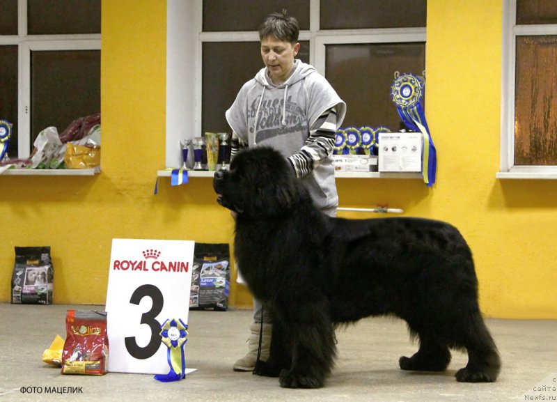 Фото: ньюфаундленд Bridge Over Troubled River (Бридж Овер Траблд Ривер)