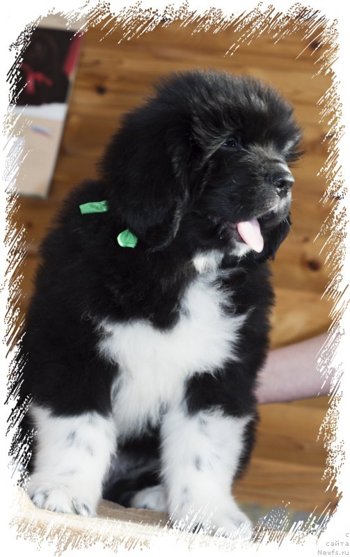 Фото: ньюфаундленд Rasmus Lenard Nord (Расмус Ленард Норд)