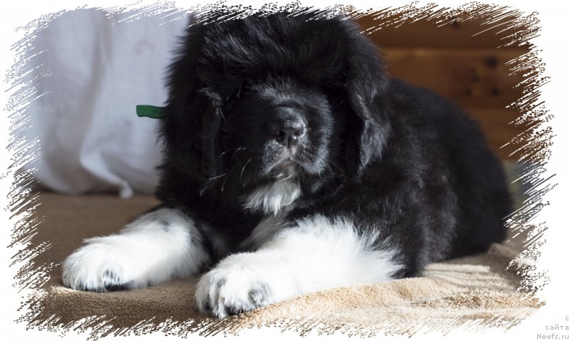 Фото: ньюфаундленд Rasmus Lenard Nord (Расмус Ленард Норд)