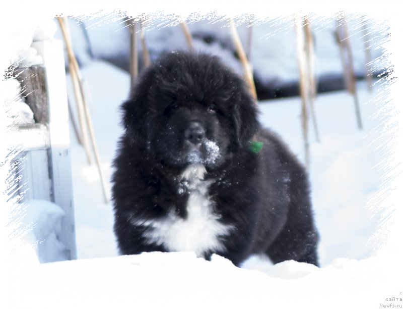 Фото: ньюфаундленд Rasmus Lenard Nord (Расмус Ленард Норд)