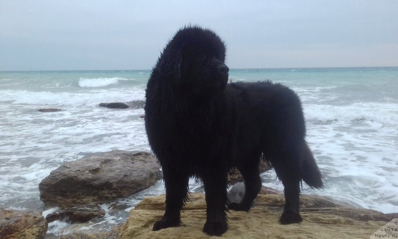 Фото: ньюфаундленд Akvatoriya Kelvin Zlata (Акватория Келвин Злата)