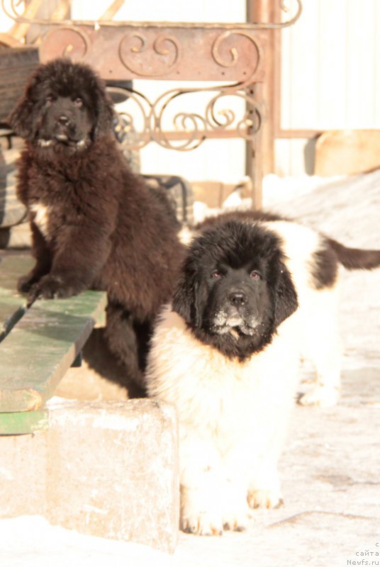 Фотография № 220614