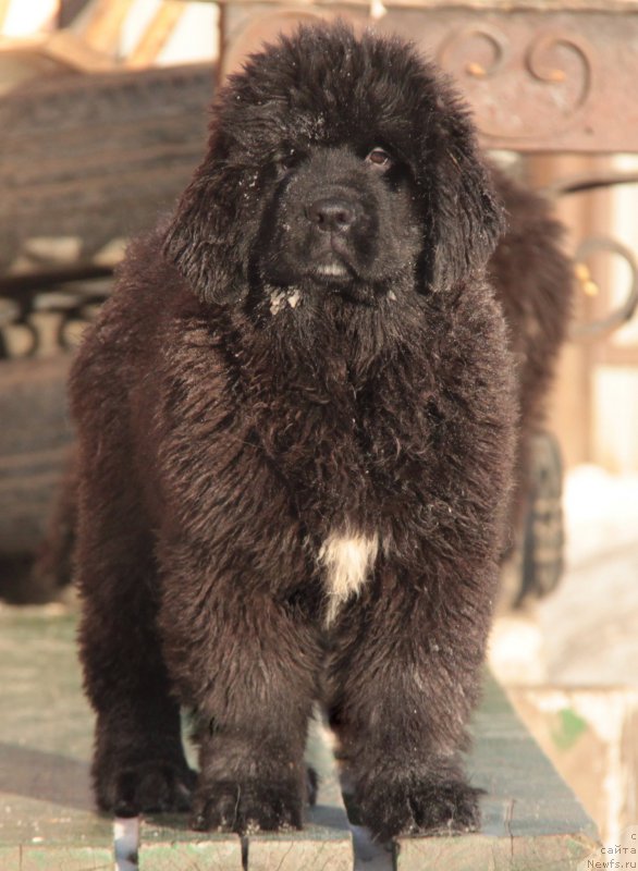 Фото: Щенки 