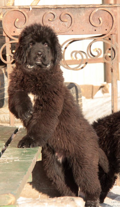 Фото: ньюфаундленд Akvian Song Tequila Gold (Аквиан Сонг Текила Голд)