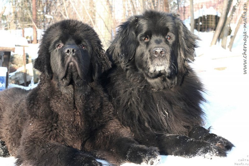 Фото: ньюфаундленд Chernaya Mafia Because I Am Worth It (Черная Мафия Бекаусе И Ам Вортх Ит), ньюфаундленд Usatyiy Nyan' Timosha (Усатый Нянь Тимоша)