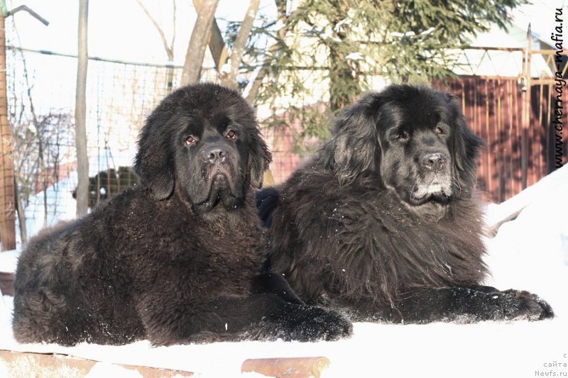 Фотография № 220621