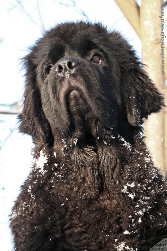 Фотография № 220625