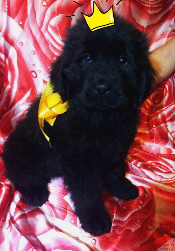 Фото: ньюфаундленд Peter-Bear Nejnyiy Angel (Петер-Беар Нежный Ангел)