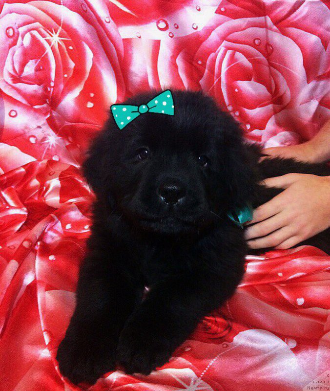 Фото: ньюфаундленд Peter-Bear Neuderjimaya Volna (Петер-Беар Неудержимая Волна)