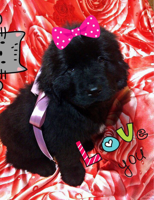 Фото: ньюфаундленд Peter-Bear Nochnaya Krasavica (Петер-Беар Ночная Красавица)