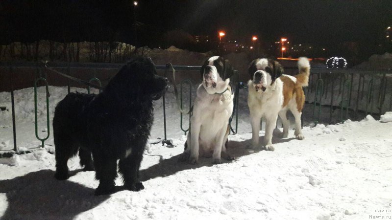 Фото: ньюфаундленд Belkonder-Club Jamaica Blue Mountin (Белкондер-Клаб Ямайка Блю Маунтин)