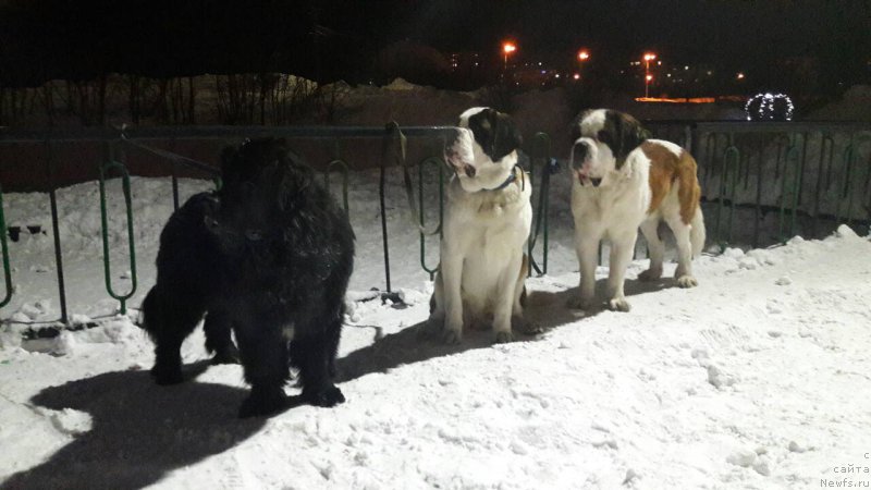 Фото: ньюфаундленд Belkonder-Club Jamaica Blue Mountin (Белкондер-Клаб Ямайка Блю Маунтин)