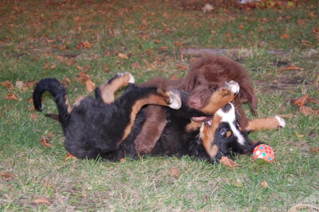 Фото: ньюфаундленд Konfuciy (Конфуций), Къяра