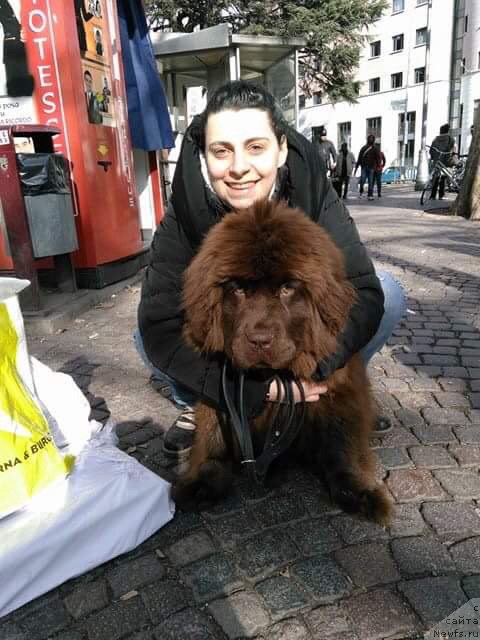 Фото: ньюфаундленд Brownblood MSK Avanti Darling Kid (Браунблад МСК Аванти Дарлинг Кид)