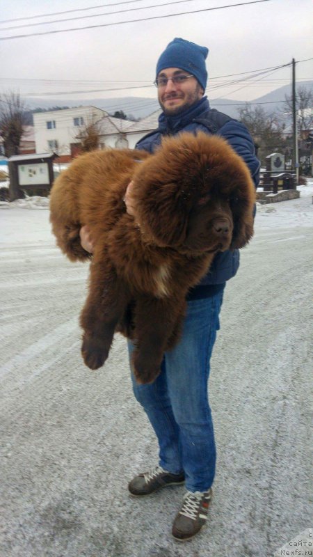 Фото: ньюфаундленд Brownblood MSK Another Love Tender Ebony (Браунблад МСК Аназер Лав Тендер Эбони)
