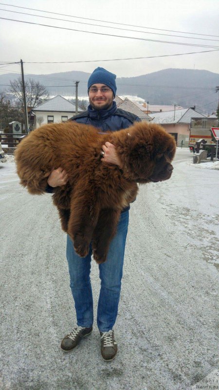 Фото: ньюфаундленд Brownblood MSK Another Love Tender Ebony (Браунблад МСК Аназер Лав Тендер Эбони)