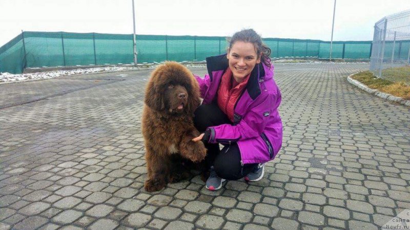 Фото: ньюфаундленд Brownblood MSK Another Love Tender Ebony (Браунблад МСК Аназер Лав Тендер Эбони)