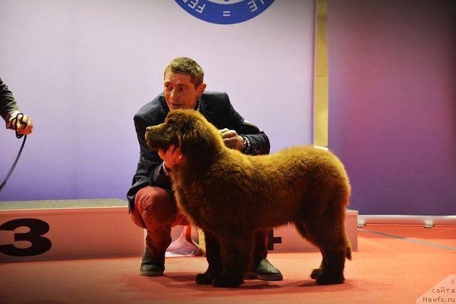 Фото: ньюфаундленд Brownblood MSK Armata Loyar Aid (Браунблад МСК Армата Лойар Аид)