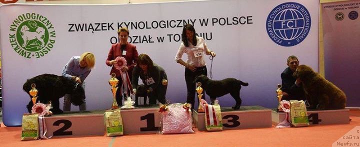 Фото: ньюфаундленд Brownblood MSK Armata Loyar Aid (Браунблад МСК Армата Лойар Аид)