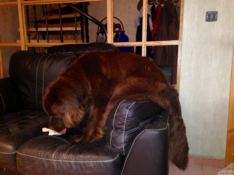 Фото: ньюфаундленд Brownblood MSK Happy Teddy (Браунблад МСК Хэппи Тедди)