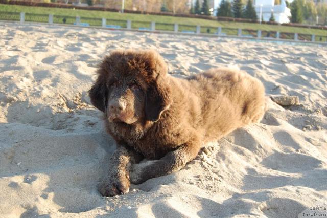 Фото: ньюфаундленд Konfuciy (Конфуций)