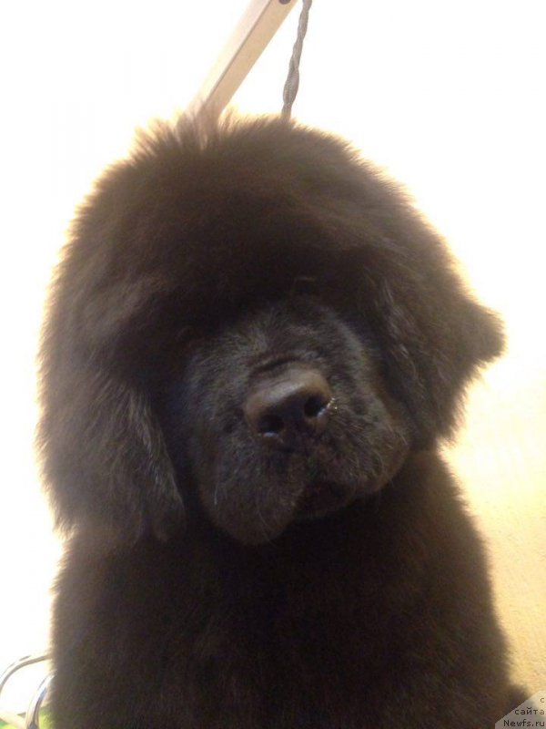 Фотография № 220687