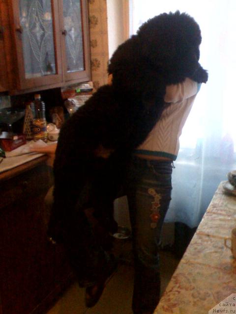 Фото: ньюфаундленд Plyushevaya Panda Mister Iks (Плюшевая Панда Мистер Икс)