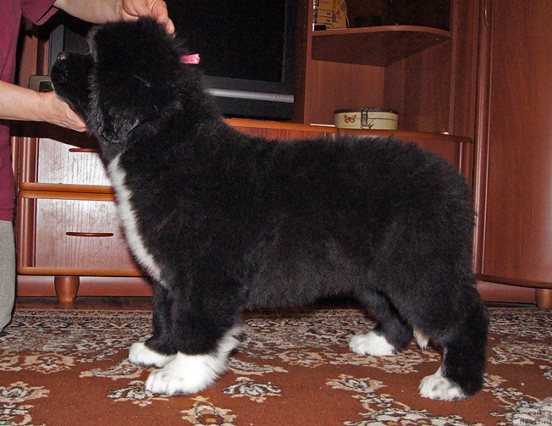 Фотография № 220697