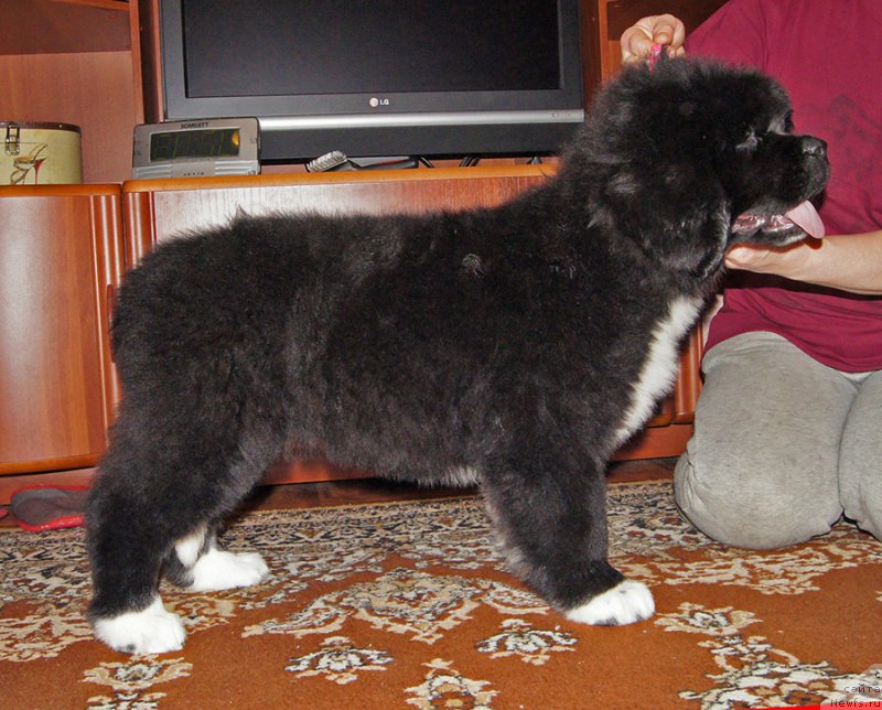 Фотография № 220699