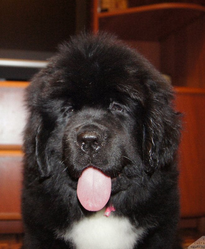 Фотография № 220701