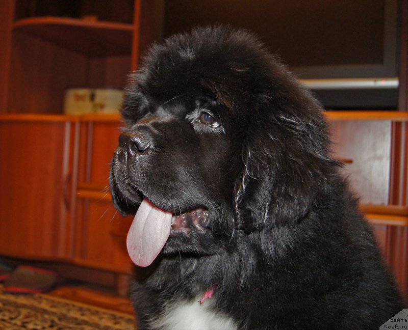Фото: ньюфаундленд Super Bizon Teya (Супер Бизон Тея)