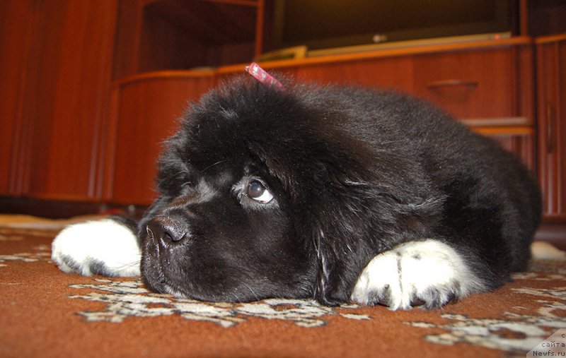 Фото: ньюфаундленд Super Bizon Teya (Супер Бизон Тея)