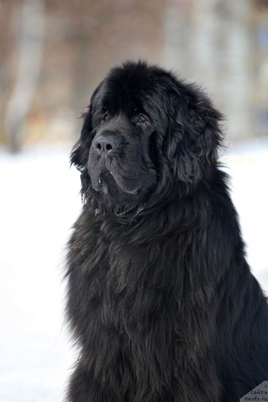 Фотография № 220720