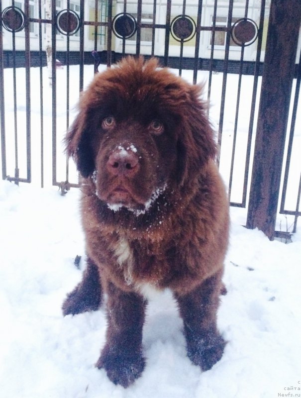 Фото: ньюфаундленд Brownblood MSK Audi Red Less (Браунблад МСК Ауди Рэд Лэсс)