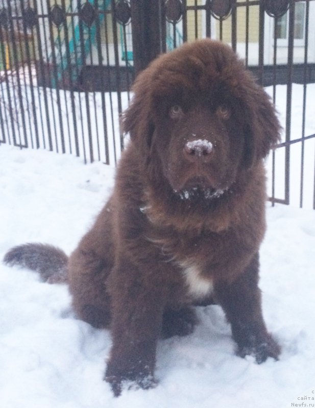 Фото: ньюфаундленд Brownblood MSK Audi Red Less (Браунблад МСК Ауди Рэд Лэсс)