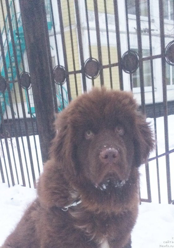 Фото: ньюфаундленд Brownblood MSK Audi Red Less (Браунблад МСК Ауди Рэд Лэсс)