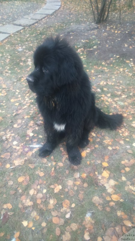 Фото: ньюфаундленд N'yufort Zodiak (Ньюфорт Зодиак)