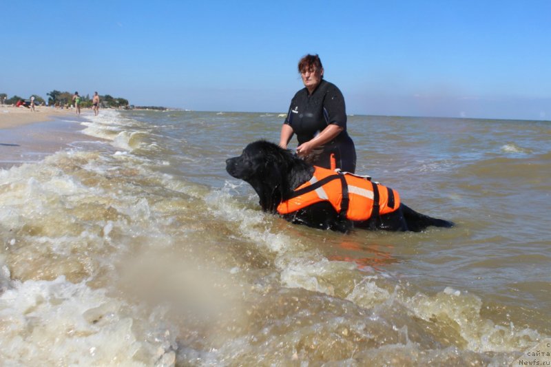 Фото: ньюфаундленд Dolce Vita Laskovyi Gigant, Tat'yana Kirdyasheva (Татьяна Кирдяшева)