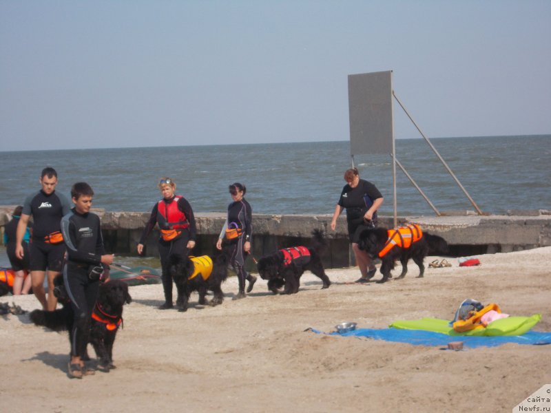 Фото: ньюфаундленд Dolce Vita Laskovyi Gigant, Tat'yana Kirdyasheva (Татьяна Кирдяшева)