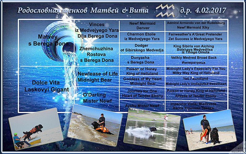 Фото: ньюфаундленд Matvey s Berega Dona (Матвей с Берега Дона)