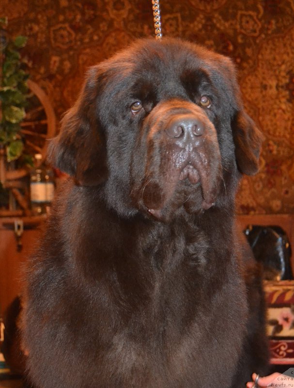 Фото: ньюфаундленд Cherniy Balu Zlatogor (Черный Балу Златогор)