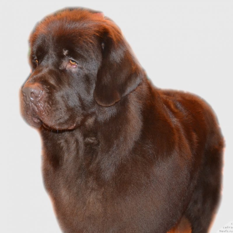 Фото: ньюфаундленд Cherniy Balu Zlatogor (Черный Балу Златогор)