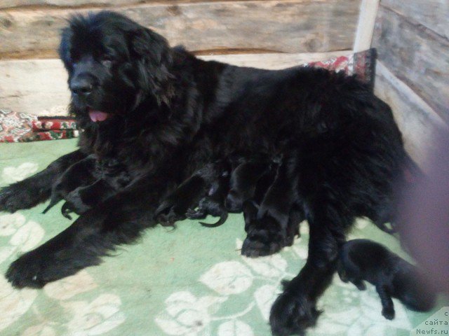 Фото: ньюфаундленд Dolce Vita Laskovyi Gigant