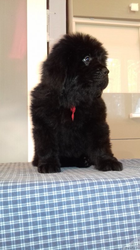 Фото: ньюфаундленд Super Premium Shark Rings (Супер Премиум Шарк Рингс)