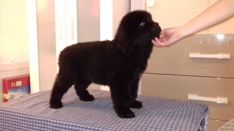 Фотография № 220758