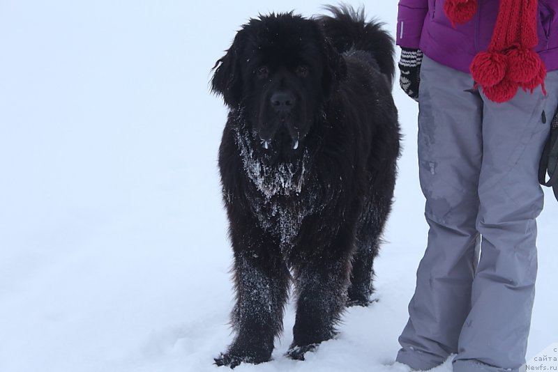 Фото: ньюфаундленд Daymond King (Даймонд Кинг)