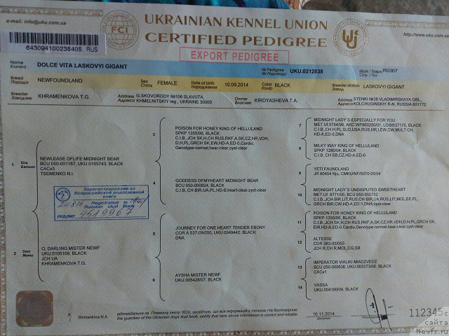 Фото: ньюфаундленд Dolce Vita Laskovyi Gigant