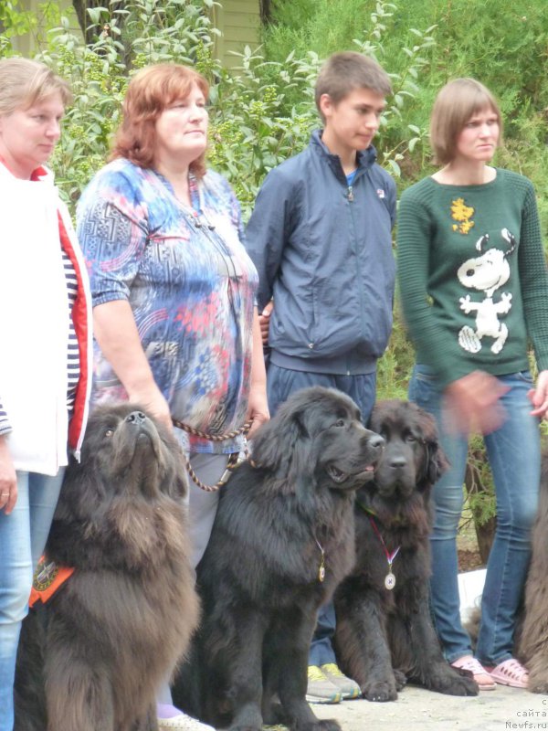 Фото: Собаки: [d11686], ньюфаундленд Dolce Vita Laskovyi Gigant, ньюфаундленд Eho Moskvy s Berega Dona (Эхо Москвы с Берега Дона)
